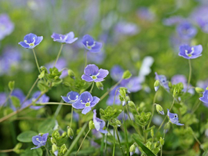 Den Bluthochdruck mit Bachblüten ganz natürlich senken